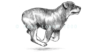 Running Dog