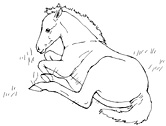 coloring book sketch