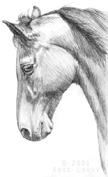 Horse illustrations