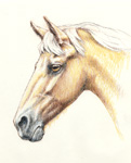 Color Pencil Horse Portrait