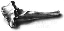 Bone (I don't remember which one...any correct identifications welcome): charcoal dust on claycoat board