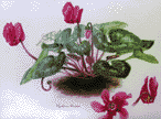 Cyclamen: pastel dust & colored pencil on claycoat board