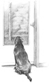 dog from back in door