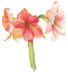 Amaryllis