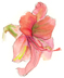 Amaryllis single